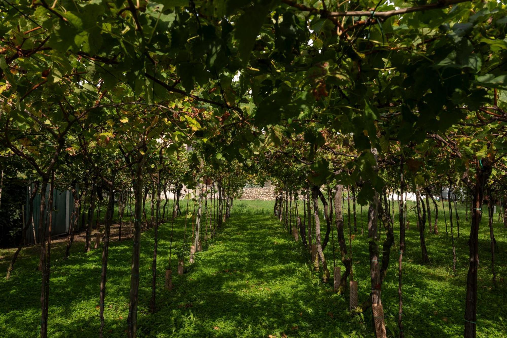 La Terrazza Sulle Vigne *