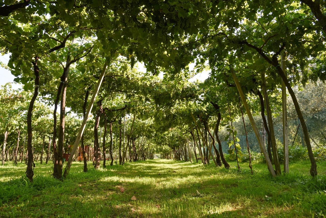La Terrazza Sulle Vigne * Corte Franca