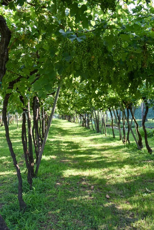 La Terrazza Sulle Vigne Frühstückspension
